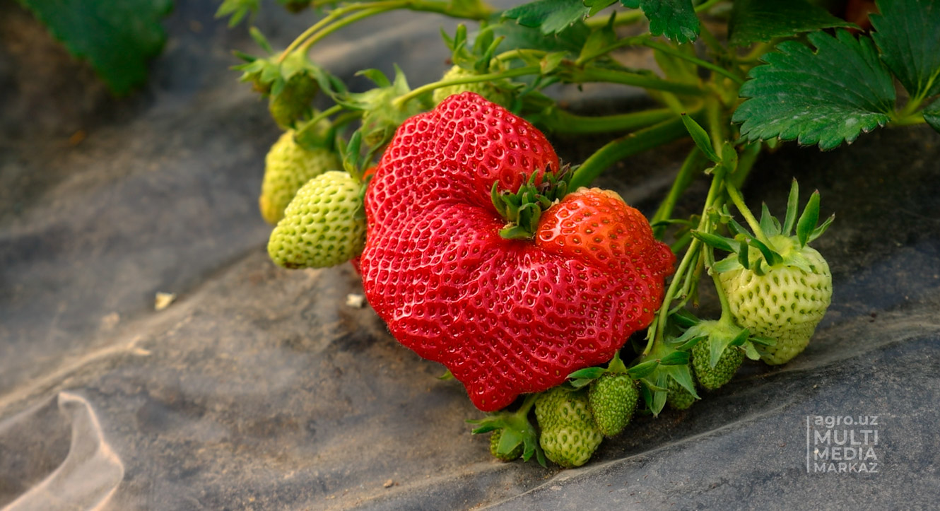 Sizni yiglab yuboradigan anal jinsiy aloqa porno fotosuratlari Katta eshak va mushuk porno video