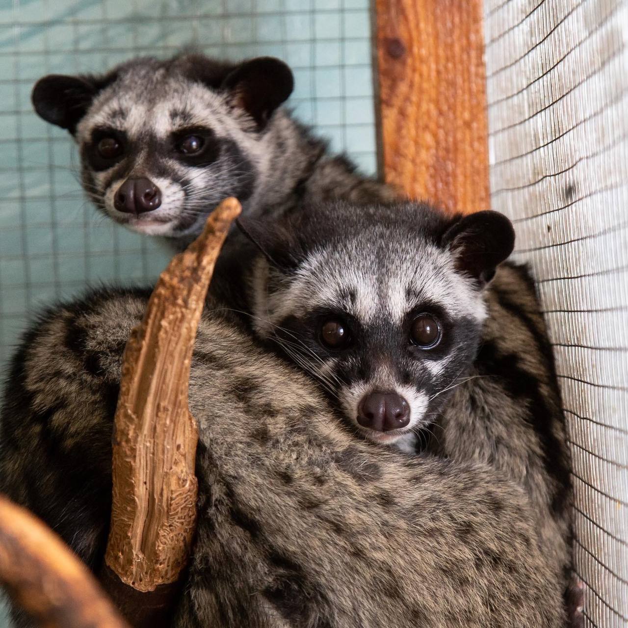 Gozal ayollar eshak porno fotosuratlar