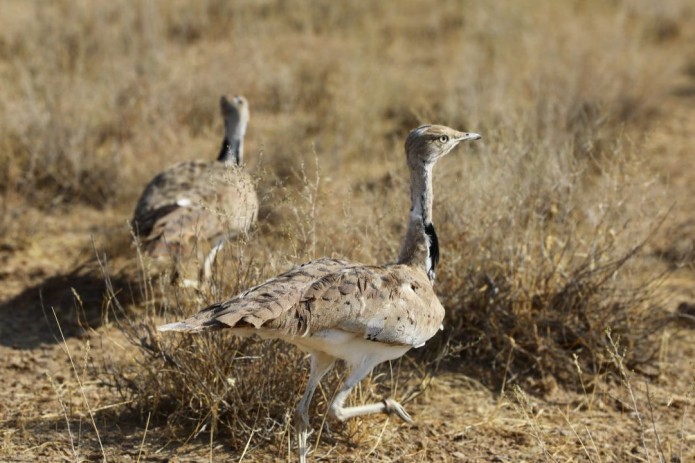 Men onamning trusigiga kirdim