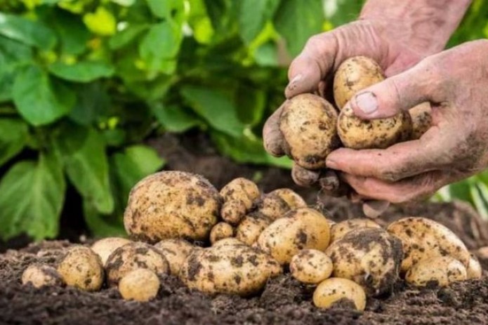 Uzbekistan to create potato clusters and cooperatives