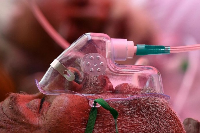 What is 'black fungus' that is hitting India's COVID-19 patients?