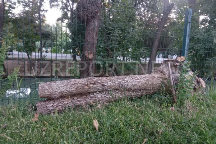 O'zbekistonda daraxtlarni kesish natijasida yetkazilgan zarar miqdori qanday aniqlanadi?