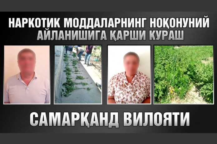 В Самарканде задержаны двое местных жителей, которые выращивали коноплю