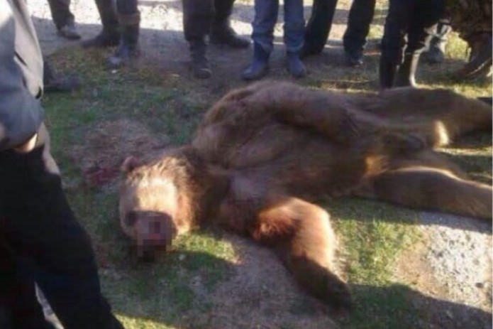 В сети Интернет появилась информация о том, что в Джизаке медведь убил 2 граждан