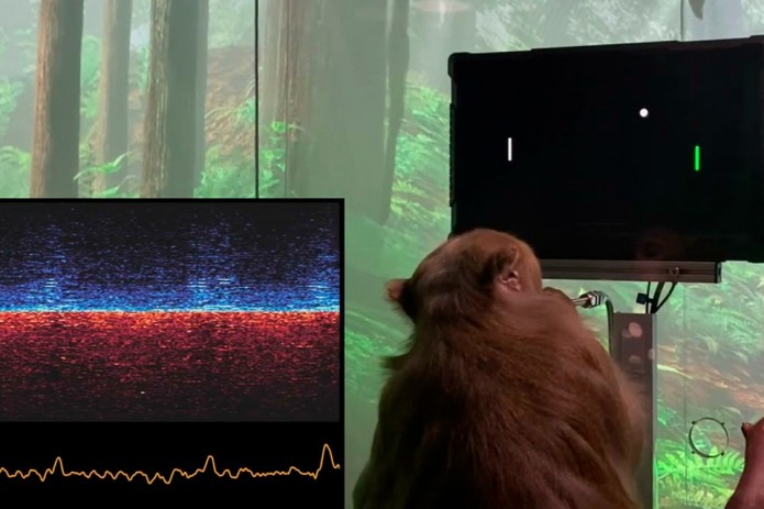 Planet of the Apes: monkeys can now play video games thanks to Musk