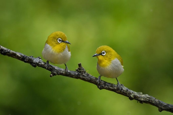 1st April – International birds day!