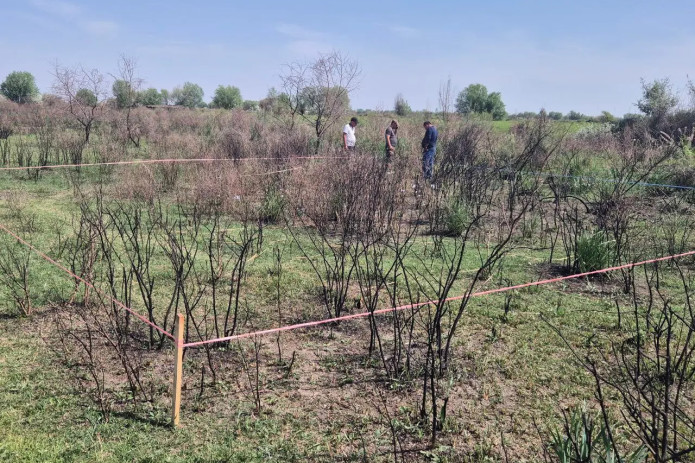 Samarqandda o‘rmon xo‘jaligining 10 gektardan ortiq hududida yong‘in sodir bo‘lgani aniqlandi