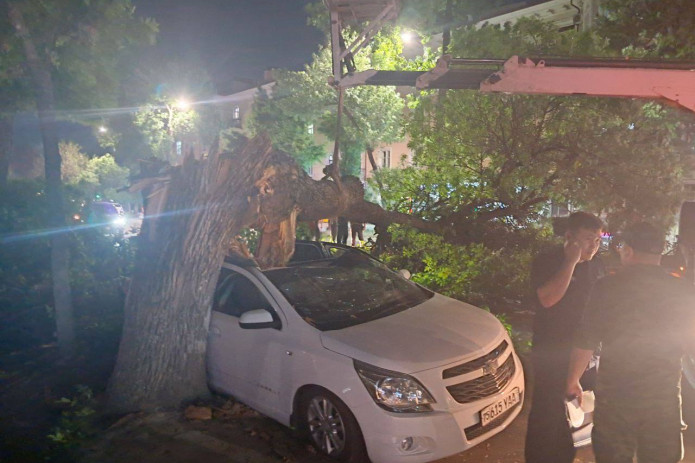 Toshkentda ikkita Cobalt ustiga daraxt qulab tushdi