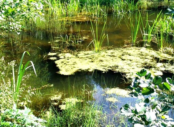 Общественность Узбекистана отмечает Всемирный день водно-болотных угодий