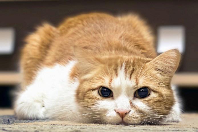 Doktor menga zarba berdi Men bu porno videoni korishga qarshilik qilolmadim.