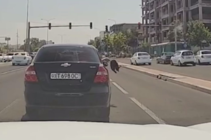 Toshkentda fuqaro mashina oynasidan mushukni qatnov yo‘liga uloqtirdi