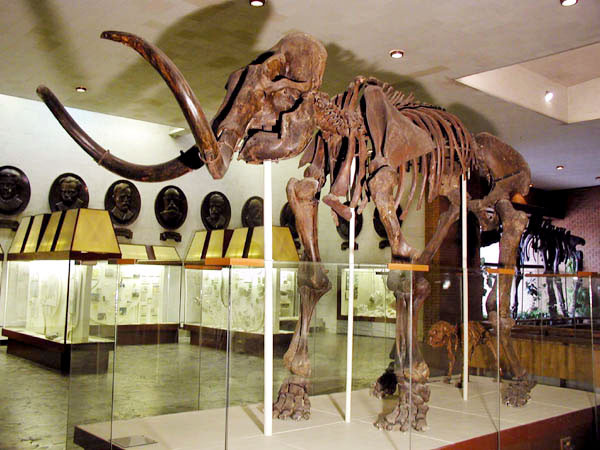 На аукционе в Британии можно будет купить скелет мамонта