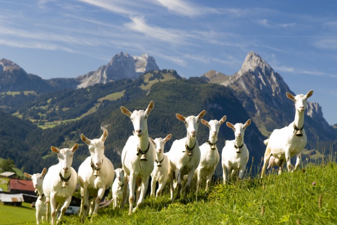 В Узбекистане будут разводить элитные породы испанских коз и овец