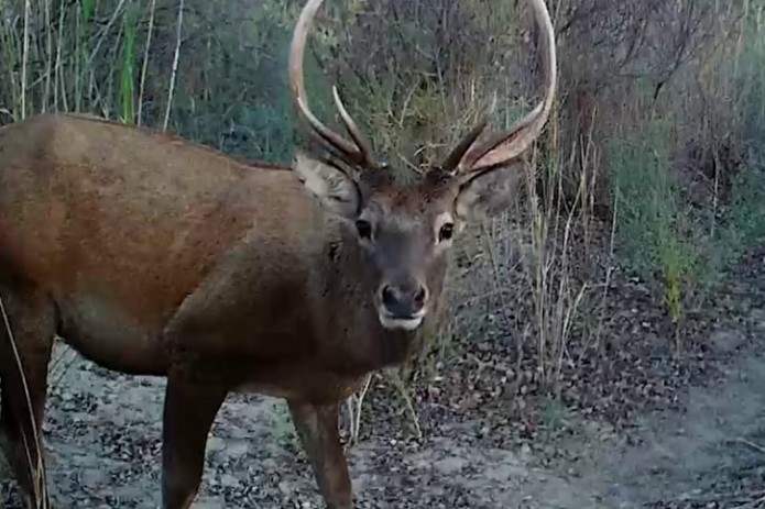 Pornoning eshagiga shampan quyadilar