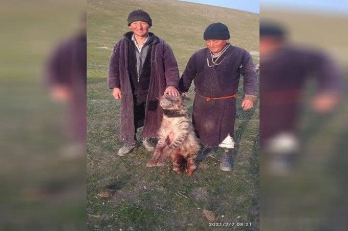 Braziliya katta eshak porno