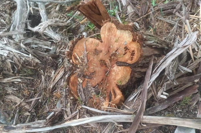 Boysunda 53 tup Zarafshon archasi noqonuniy kesib tashlandi