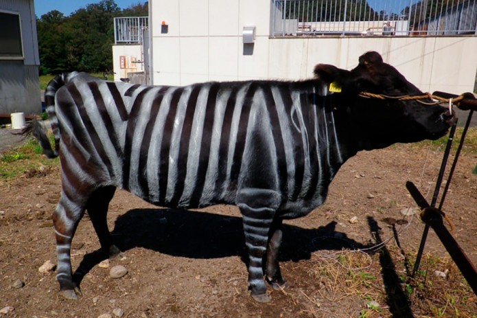 Yapon fermerlari sigirlarni nega «zebraga o‘xshatib» bo‘yashyapti?
