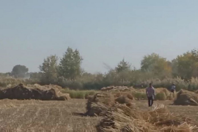 Xorazmda o‘quvchilar sholi o‘rimiga jalb qilingani holati Odam savdosiga va majburiy mehnatga qarshi kurashish milliy komissiyasi tomonidan nazoratga olindi
