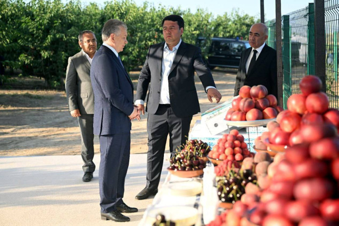 Prezident Parkent tumanidagi intensiv bog‘da sarxil mevalar hosilini ko‘zdan kechirdi