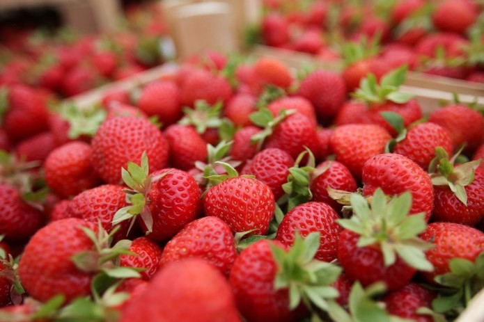 O'zbekistonda yil bo'yi qulupnay yetishtirish bo‘yicha Janubiy Korea texnologiyasi qo'llaniladi