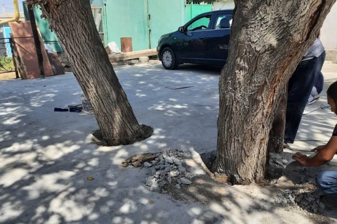 Toshkent viloyatida daraxtlar tagi betonlab tashlangani aniqlandi