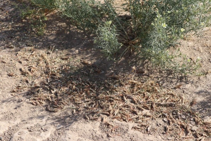 В Узбекистане начали проводить химические операции против марокканской саранчи