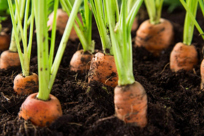 Тупроқ орқали юқадиган касалликлар. Улар қандай ривожланади?