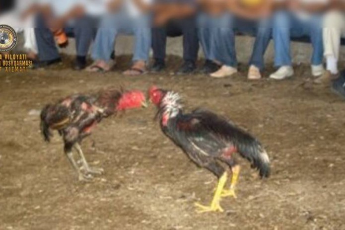В Фергане задержан мужчина, устраивавший в своем дворе «петушиные бои»