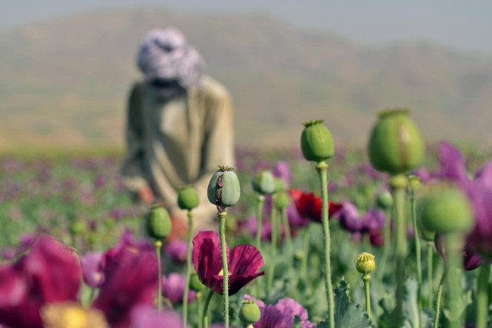 BMT: Afg‘onistonda ko‘knori yetishtirish 2026-yilda 325% ga oshdi