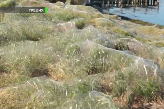 Одеяло из паутины окутало побережье города в Греции (Видео)