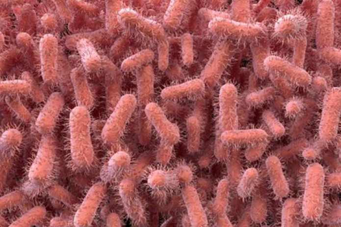 Микробы кричат перед смертью - ученые