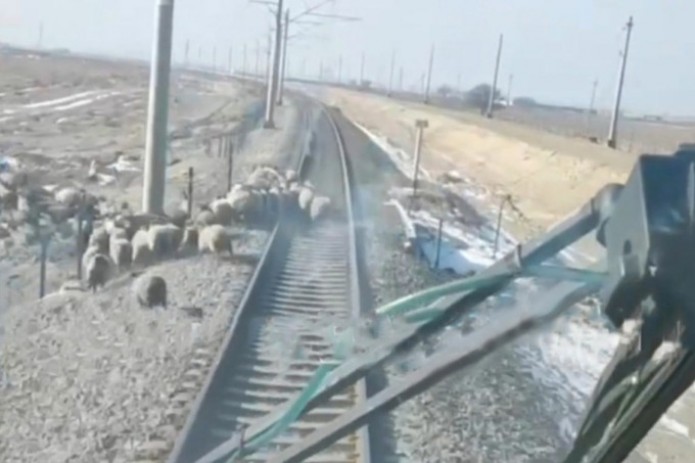 Navoiyda Afrosiyob poyezdi qo’ylar podasini bosib ketdi