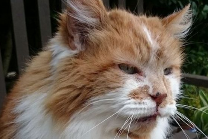 В Англии умер самый старый кот в мире