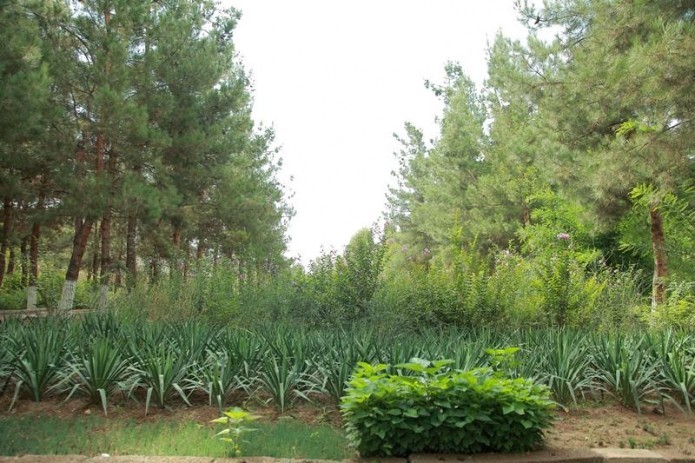 Residents of Uzbekistan's forest regions benefit from FAO projects