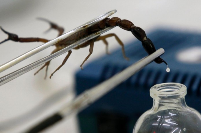 Яд скорпиона поможет в лечении онкологических заболеваний