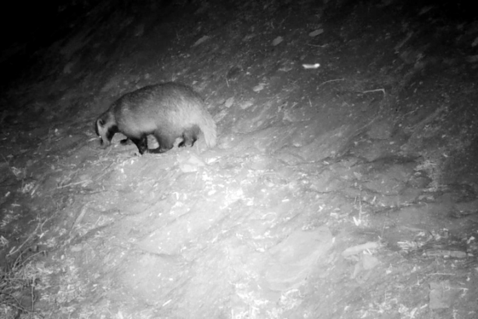 Badger captured by camera trap in Kyzylkum nature reserve