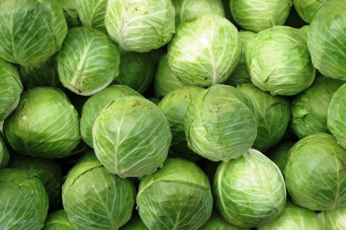 Uzbekistan's Cabbage Exports Surge 3.9 Times
