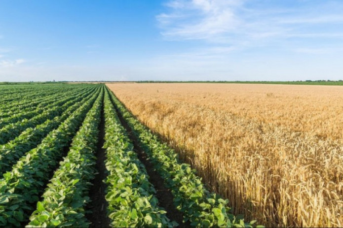 “Қишлоқ хўжалиги кооперативи тўғрисида”ги қонун лойиҳаси қабул қилинди