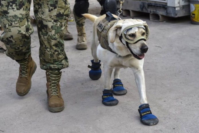Frida the rescue dog emerges as hero of Mexican earthquake