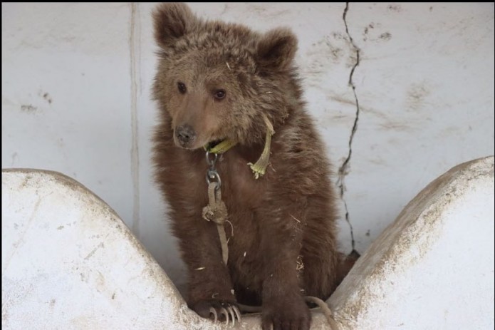Sariosiyoda onasidan ajralib qolgan noyob qo'ng'ir ayiq bolasi topildi