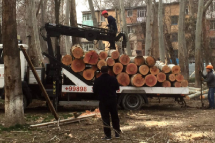Оценен ущерб от незаконной вырубки деревьев за время действия моратория