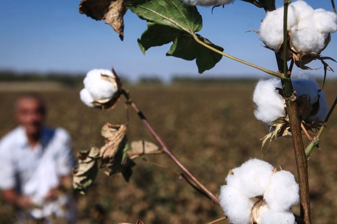 Uzbekistan Abandons Cotton Cultivation for Tourism Development