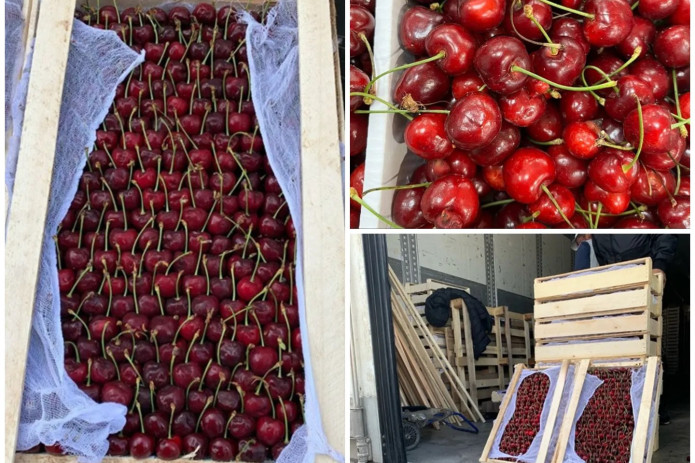 O'zbekistonda yetishtirilgan o'rik va gilos Rossiyaning Sibir o'lkasi bozorlarini zabt etmoqda
