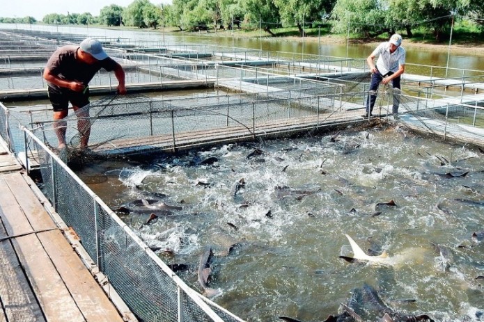 В Узбекистане увеличат размер кредита на выращивание рыбы в хозяйствах до 300 БРВ