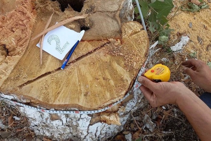 Toshkent viloyatida 3 tup chinor daraxtini kesganlarga nisbatan jinoyat ...
