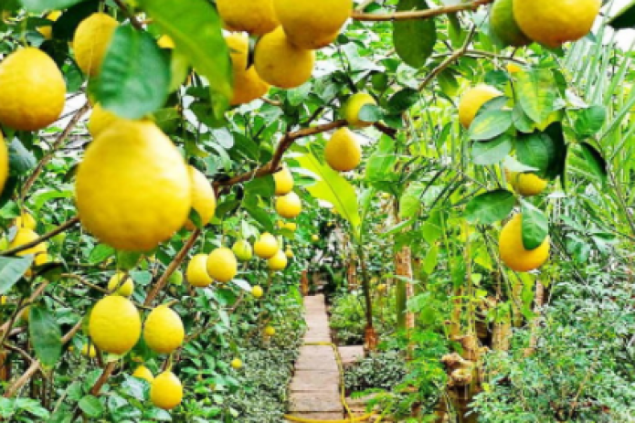 Узбекистан будет экспортировать лимоны в еще 4 страны