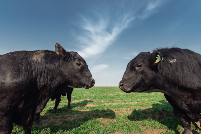 Jizzax viloyatida chorvachilik qanday rivojlanmoqda — Jizzax Organis klasterining press-turi