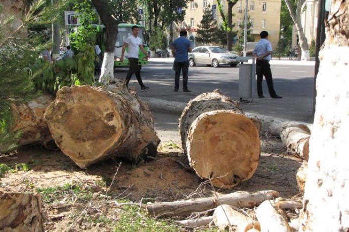 Мораторий на вырубку деревьев могут продлить