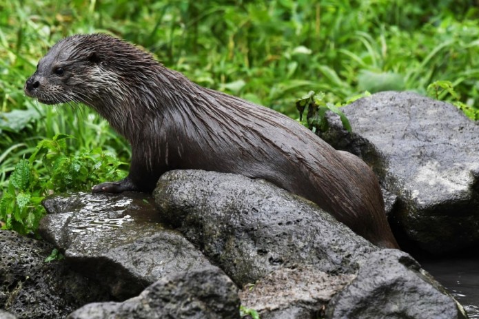 Gozal qizlar bilan jinsiy aloqa videolar, tender Mas isip algan kazak qizlari seks