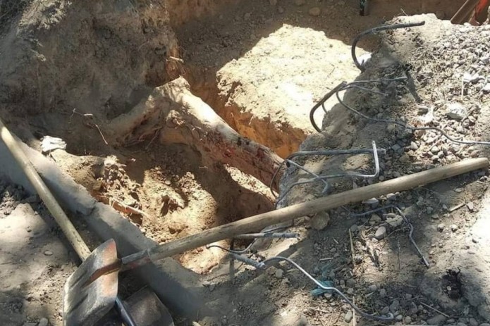 Toshkentning yana bir manzilida daraxt ildiziga shikast yekazildi